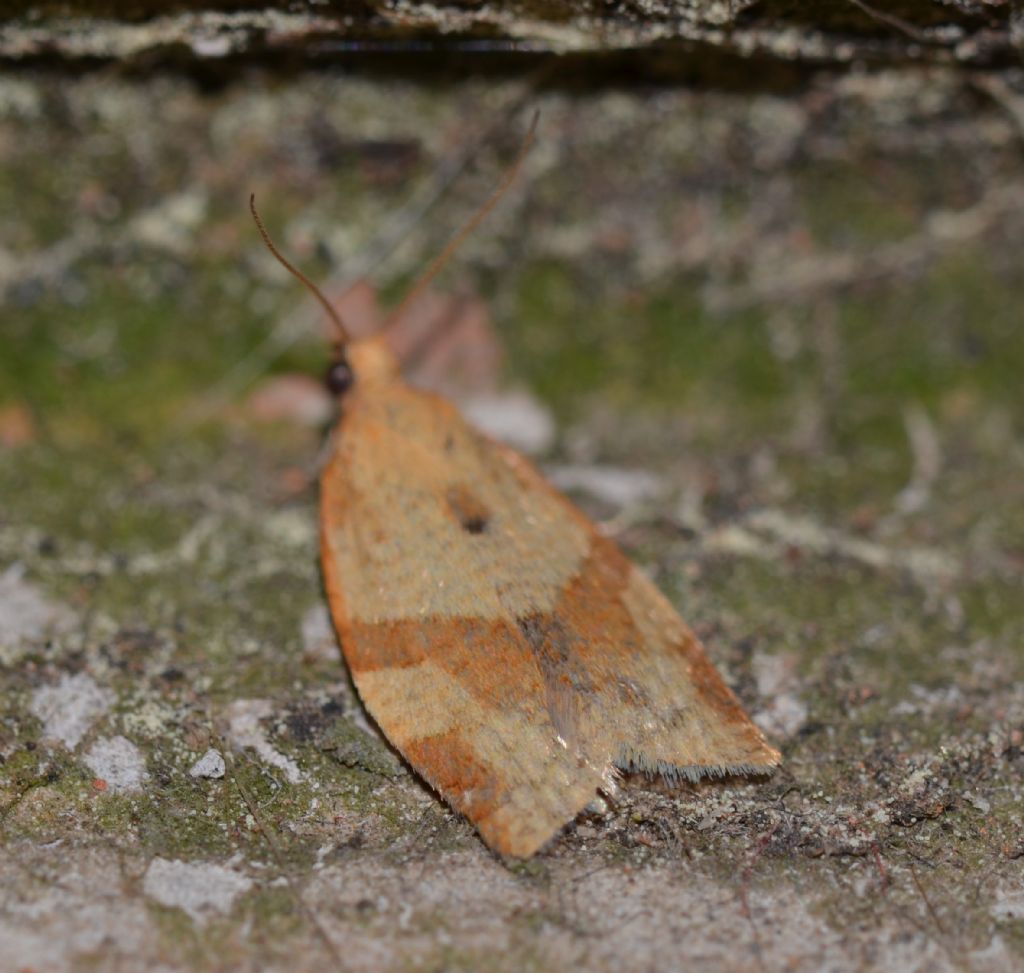 Tortricidae Clepsis consimilana?